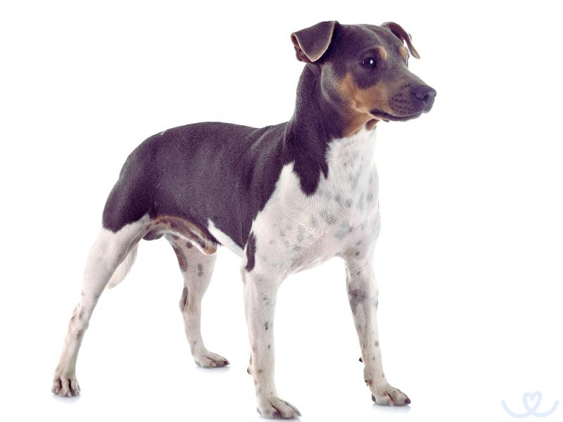 Psi-plemeno-brazilsky-terier (2)